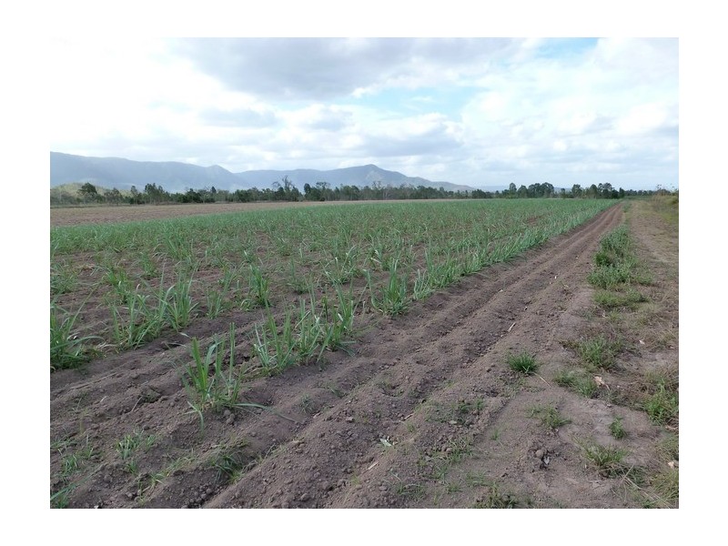 Ingham QLD 4850