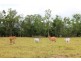 Ingham QLD 4850