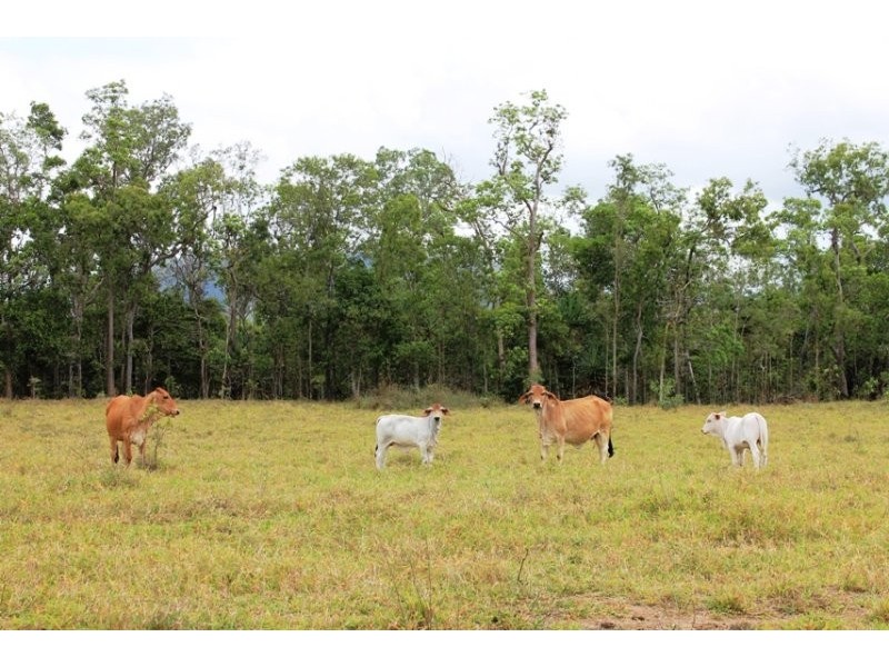 Ingham QLD 4850