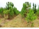 Ingham QLD 4850