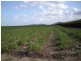 Cowley QLD 4871
