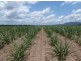 Ingham QLD 4850