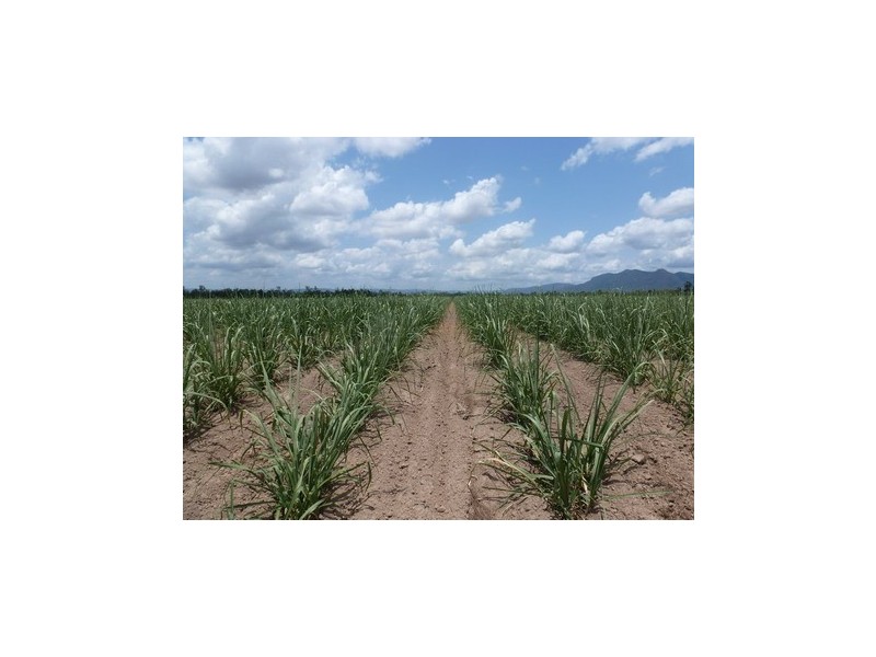 Ingham QLD 4850