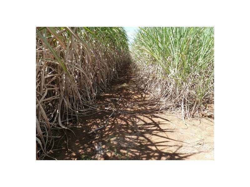 Bartle Frere QLD 4861