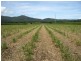Deeral QLD 4871
