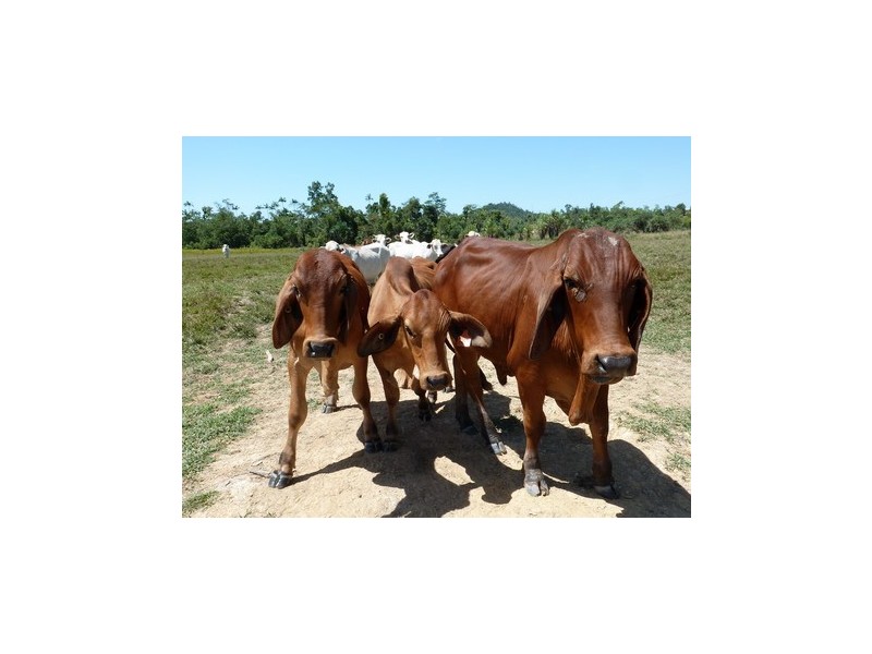 Warrubullen QLD 4871