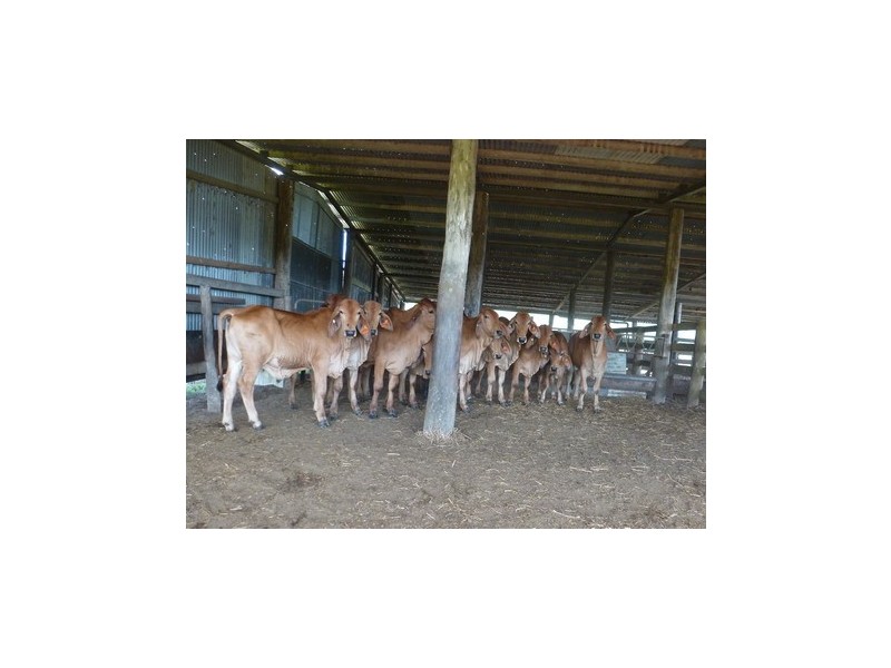 Warrubullen QLD 4871