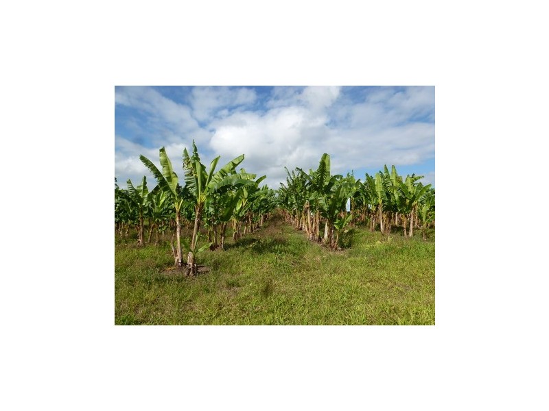 Utchee Creek QLD 4871