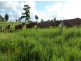 Pin Gin Hill QLD 4860