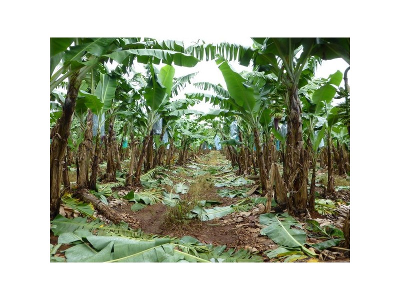 Waugh Pocket QLD 4871