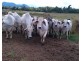 Mena Creek QLD 4871