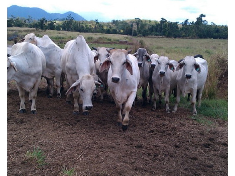 Mena Creek QLD 4871