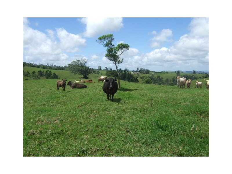 Millaa Millaa QLD 4886