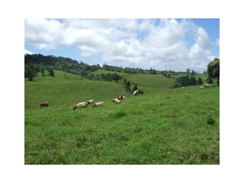 Millaa Millaa QLD 4886