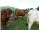 Walter Lever Estate QLD 4856