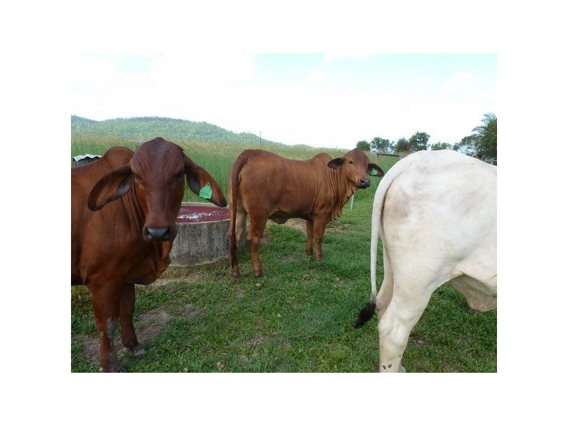 Walter Lever Estate QLD 4856