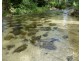 Japoonvale QLD 4856