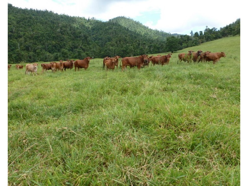 Japoonvale QLD 4856