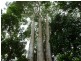 Daradgee QLD 4860