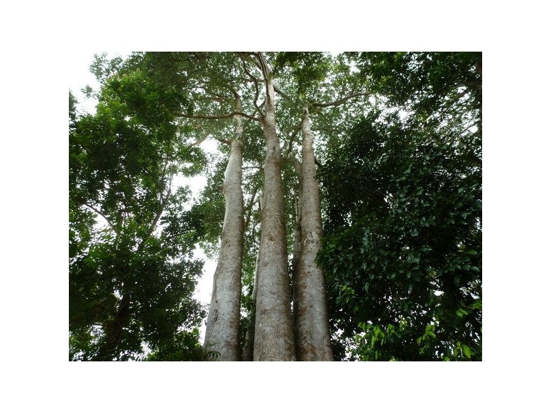 Daradgee QLD 4860