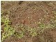 Daradgee QLD 4860