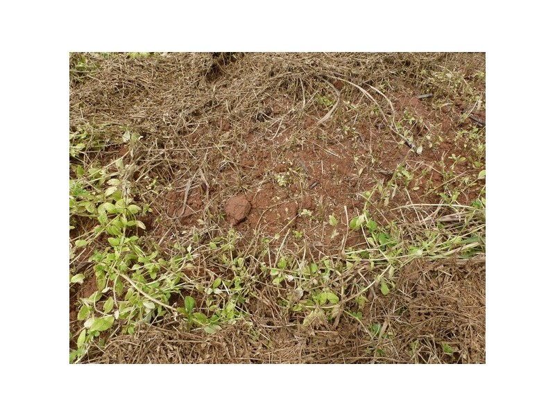 Daradgee QLD 4860