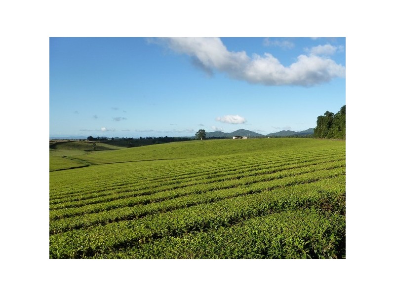 East Palmerston QLD 4860