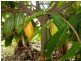 Mena Creek QLD 4871