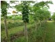 Innisfail QLD 4860