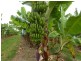 South Innisfail QLD 4860