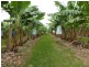 South Innisfail QLD 4860