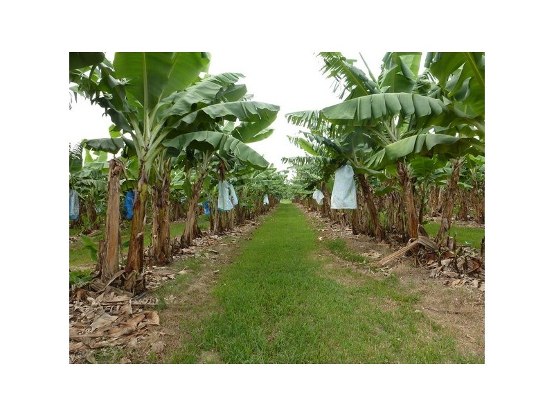 South Innisfail QLD 4860