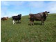 Topaz QLD 4885