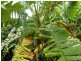 Innisfail QLD 4860