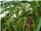 Innisfail QLD 4860