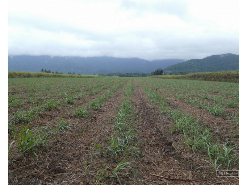 Bellenden Ker QLD 4871