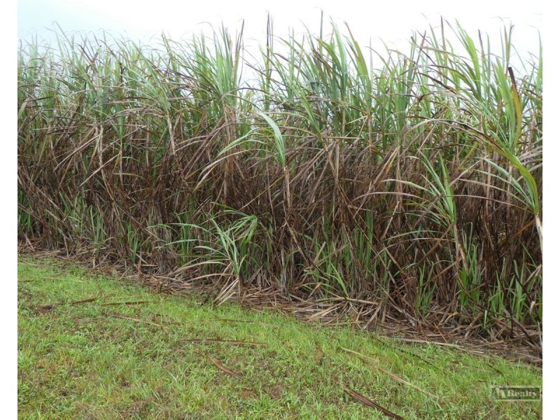 Bellenden Ker QLD 4871
