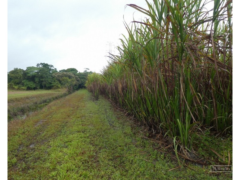 Bellenden Ker QLD 4871