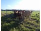 Cowley QLD 4871
