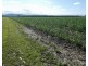 Cowley QLD 4871