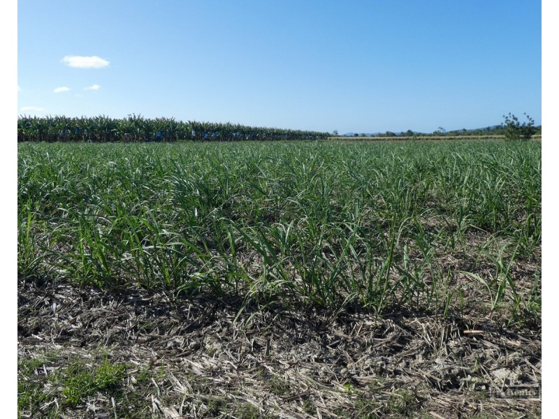 Cowley QLD 4871