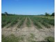 Cowley QLD 4871
