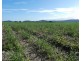 Cowley QLD 4871