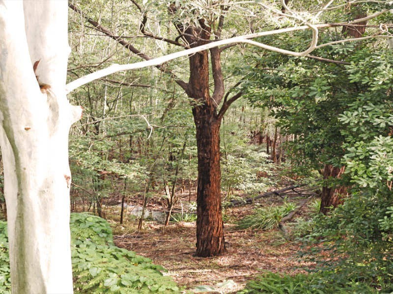 19 Cashel Crescent, Killarney Heights NSW 2087