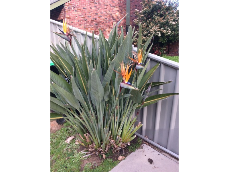 1/14 Orient Road, Kensington Gardens SA 5068