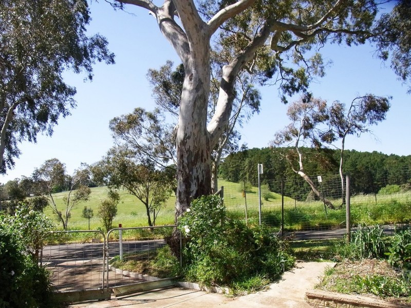 8 Turners Avenue, Hawthorndene SA 5051