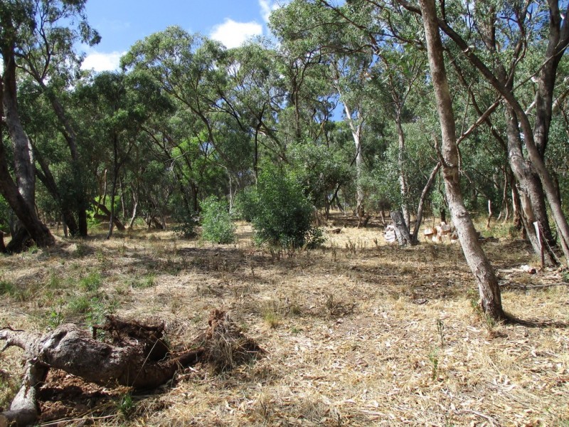 6 Ash Court, Belair SA 5052