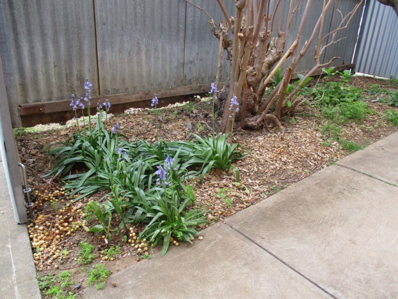 53a Arthur Street, Plympton Park SA 5038