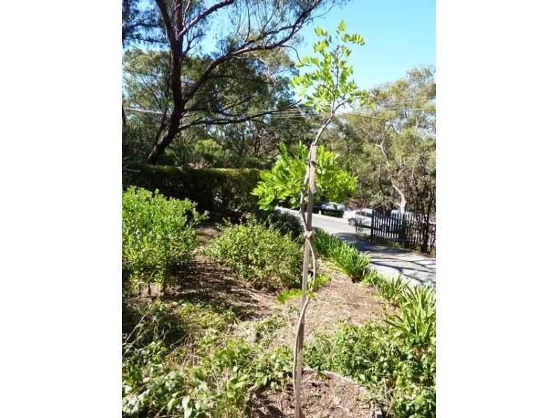 34 Penno Parade North, Belair SA 5052