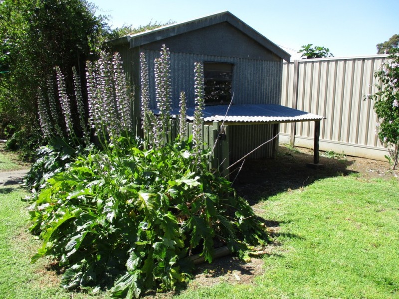 2 Alison Avenue, Marion SA 5043